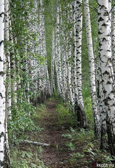 Фото угля березового