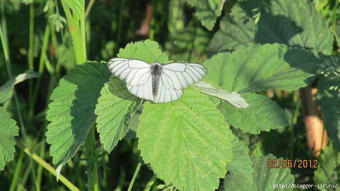 IMG_0078 (700x393, 194Kb)