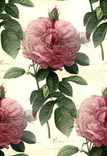 Redoute_-_Rosa_gallica_flore_giganteo_-_brighter (373x546, 46Kb)