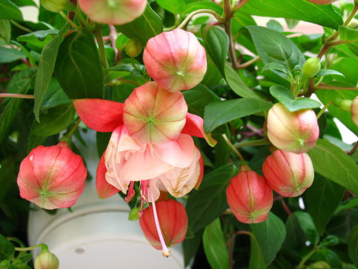 IMG_9978 (700x525, 113Kb)