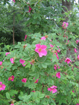  IMG_0888 (525x700, 369Kb)