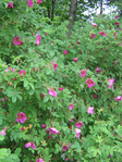  IMG_0896 (525x700, 429Kb)