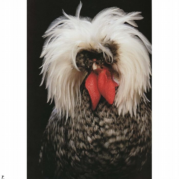 extraordinary_chickens_from_around_the_world_05 (700x700, 65Kb)