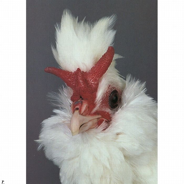 extraordinary_chickens_from_around_the_world_07 (700x700, 63Kb)