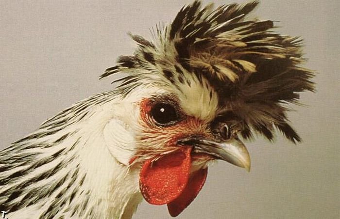 extraordinary_chickens_from_around_the_world_12 (700x452, 64Kb)