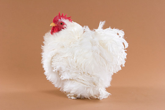 White-Frizzle-Cochin-Bantam-Rooster (540x360, 33Kb)