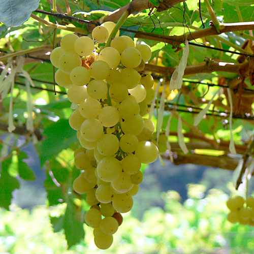 4561982_cheninblancgrapes (500x500, 28Kb)