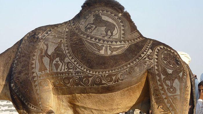 4826692_Camel_tuning_06 (700x393, 53Kb)