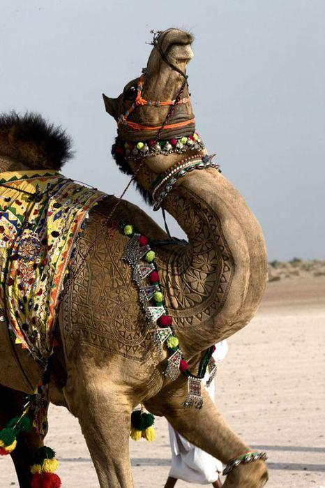 4826692_Camel_tuning_09 (466x700, 59Kb)