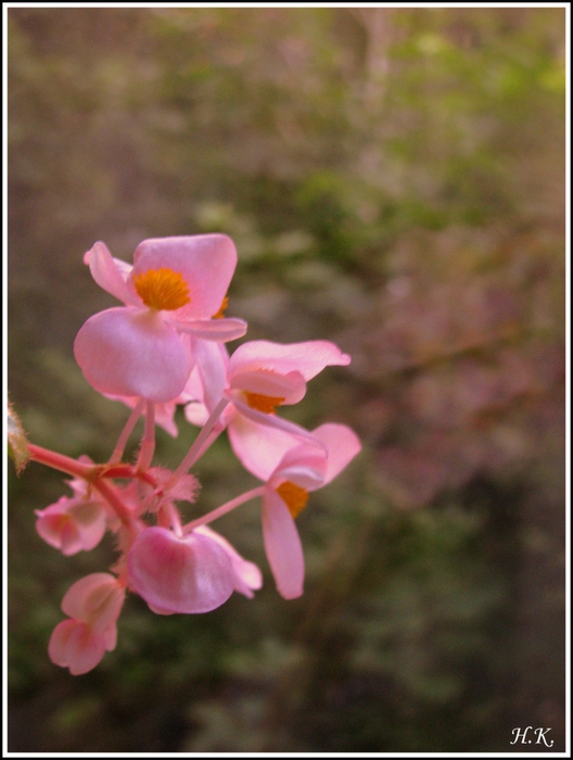 4686903_IMG_5473 (528x700, 243Kb)