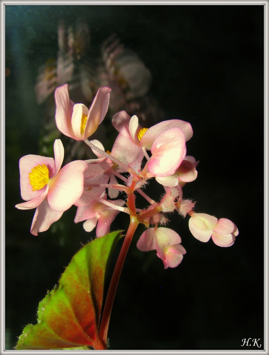 4686903_IMG_5487 (529x700, 233Kb)