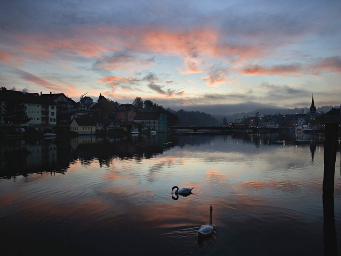 Swans on the Rhine River at Sunset, Schaffhausen, Switzerland (700x525, 200Kb)