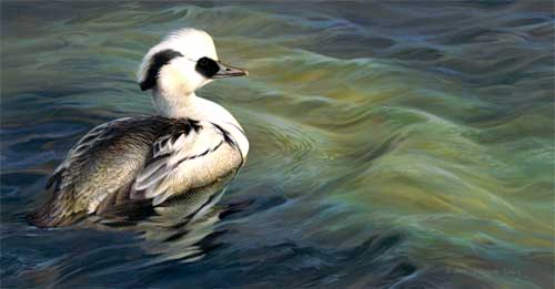 0012-smew (500x261, 14Kb)