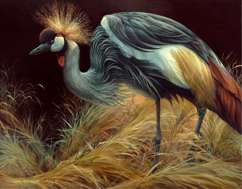 0027-Crowned-Crane (500x391, 30Kb)