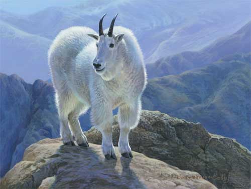 0035-Mountain-Goat (500x377, 18Kb)