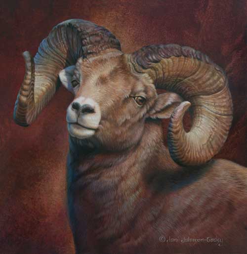 0063-big-horn-sheep (500x514, 21Kb)