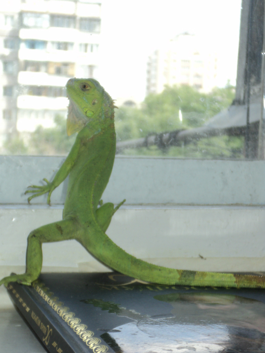 DSC04645 (525x700, 330Kb)