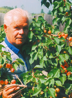apricot1 (240x326, 45Kb)