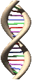 3084963_DNA_animation (46x113, 14Kb)