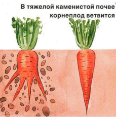 Как растет морковь поэтапно фото для начинающих