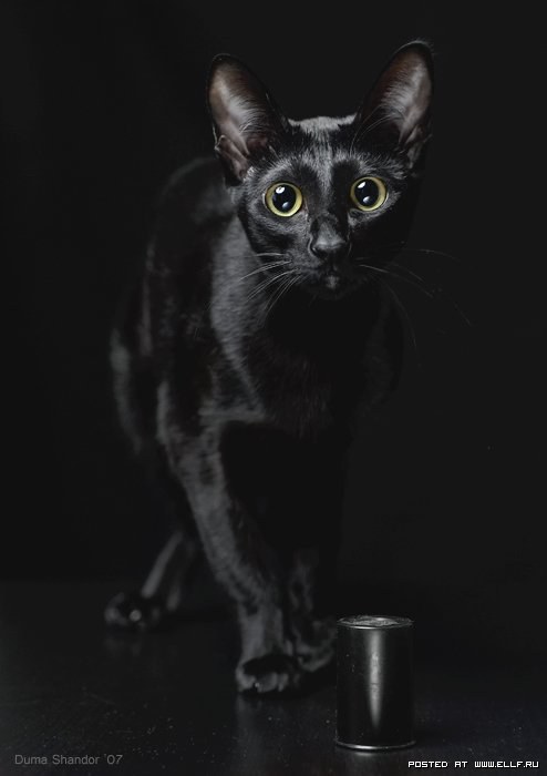 Фото много черных котят