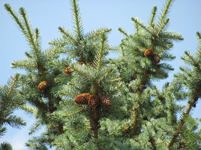IMG_6859 (700x525, 174Kb)