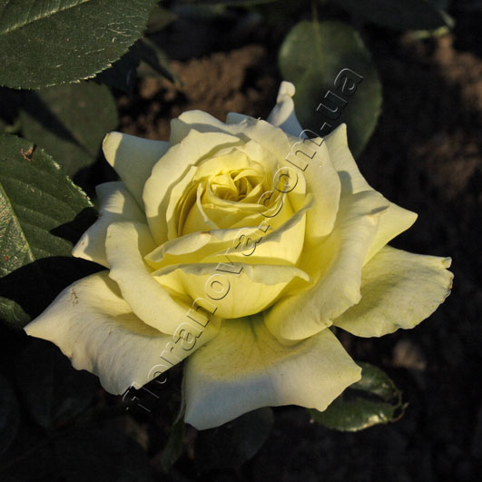 4e1d4b1b5b4a0 (531x531, 75Kb)