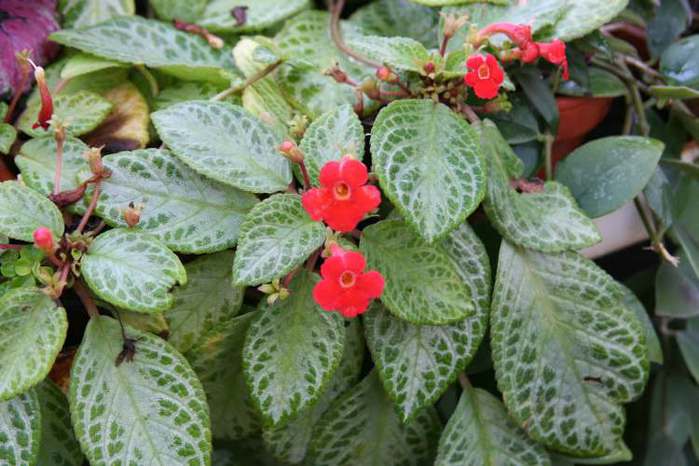 4826692_Episcia_cupreata (700x466, 49Kb)