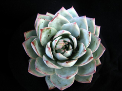 4826692_EcheveriaPeacockii (250x188, 37Kb)