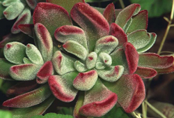 4826692_EcheveriaPulvinata (250x169, 46Kb)
