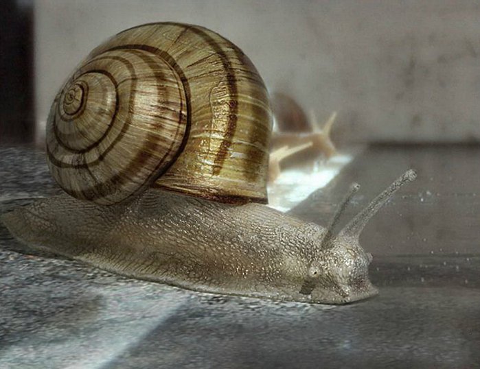 3623822_b16_1_ (700x538, 70Kb)