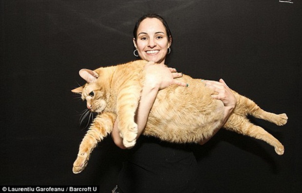 fattest-cat (620x396, 62Kb)