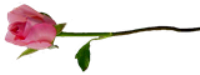 88249369_4457709_79__kopiya_1_ (200x75, 13Kb)