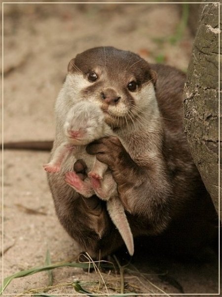 ottermom (450x600, 53Kb)