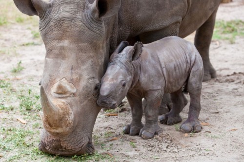 baby-rhino-with-mother-500x333 (500x333, 55Kb)