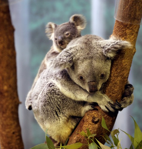 koala-cub-and-mom-477x500 (477x500, 65Kb)