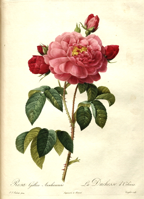 Rosa_gallica_aurelianensis[1] (508x700, 317Kb)