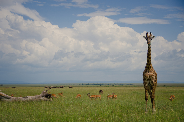 maasai_mara (1) (700x463, 150Kb)