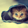  kitty-in-a-sleeve_large (120x120, 38Kb)