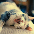  tumblr_lpmewfOeVm1qgpk6ro1_1280_large (120x120, 41Kb)