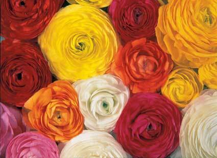 ranunculus1 (425x311, 22Kb)