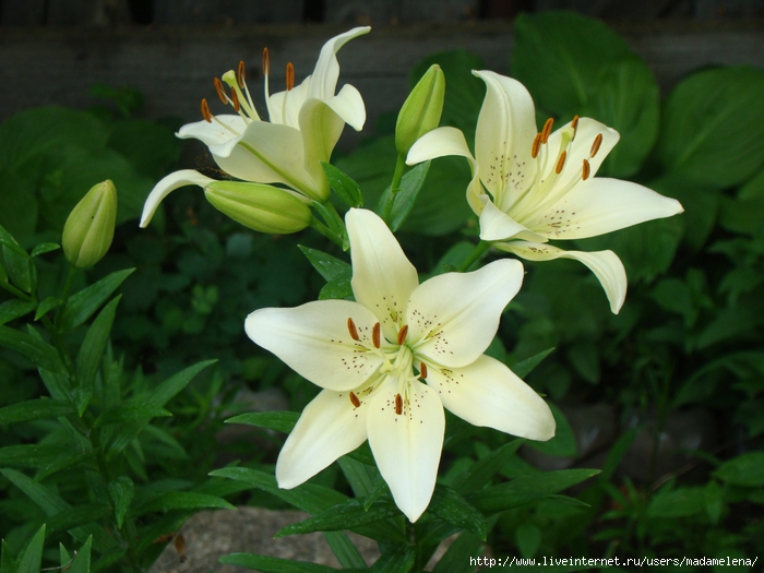 DSC05858_  (700x525, 262Kb)