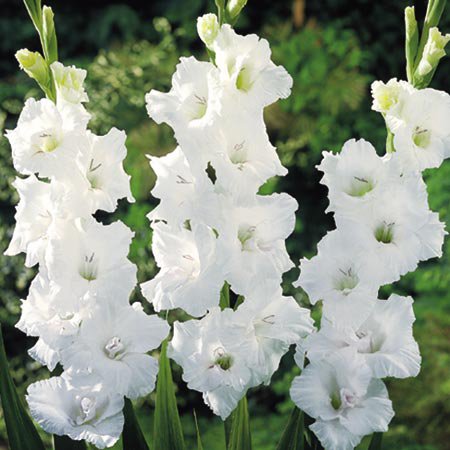 62697130_1271165900_gladiolusb (450x450, 45Kb)