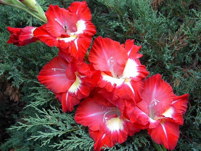 gladiolus_2 (700x525, 165Kb)