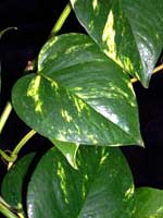 4826692_Epipremnum_aureum_2 (150x200, 6Kb)
