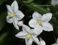 4826692_solanum_jasminoides_2 (200x157, 4Kb)