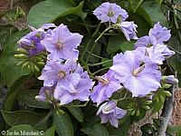 4826692_solanum_wendlandii (200x150, 7Kb)