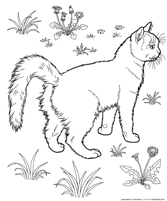 cats_coloring_pages_301 (580x700, 81Kb)