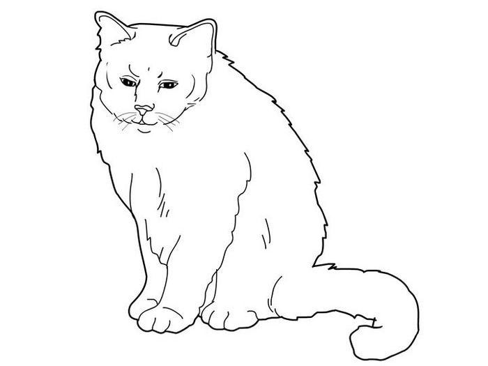 cats_coloring_pages_birman (700x525, 30Kb)