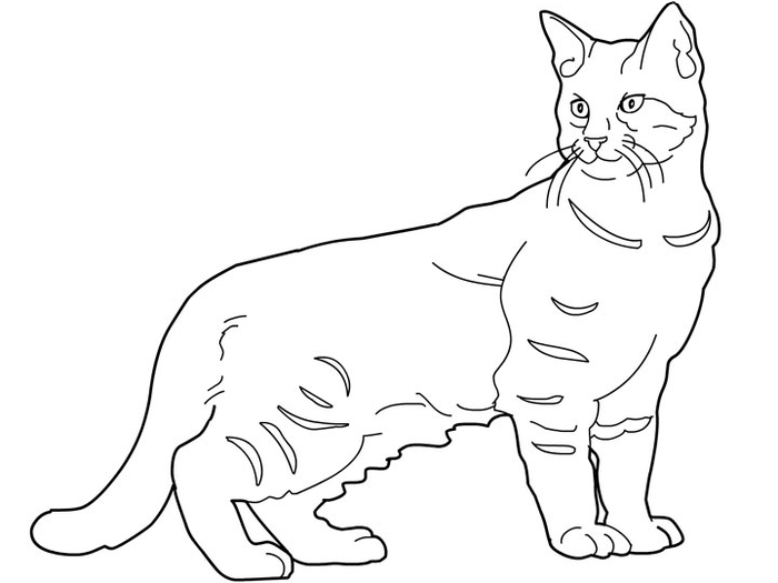 cats_coloring_pages_pixie-bob (700x525, 77Kb)